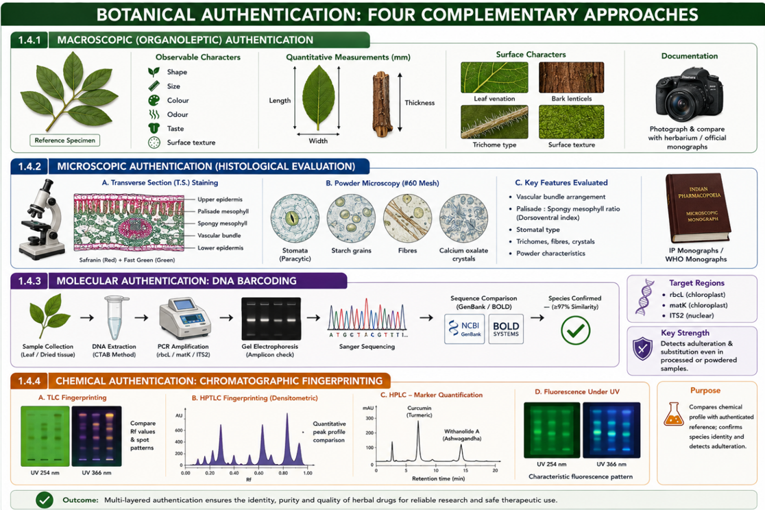 Botanical authentication: four complementary approaches — macroscopic (organoleptic) authentication, microscopic authentication (histological evaluation), molecular authentication (DNA barcoding), and chemical authentication (chromatographic fingerprinting), each with its method, key features, and purpose