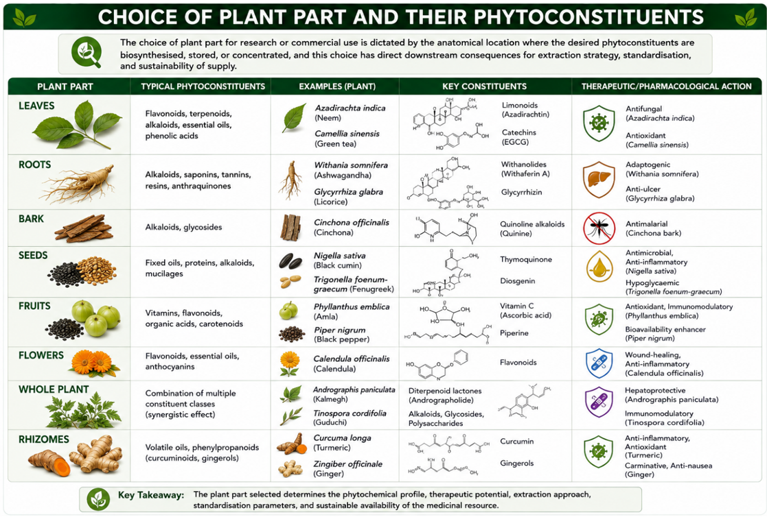Choice of plant part and their phytoconstituents: leaves, roots, bark, seeds, fruits, flowers, whole plant, and rhizomes, with typical phytoconstituents, example plants, key constituents, and therapeutic action for each