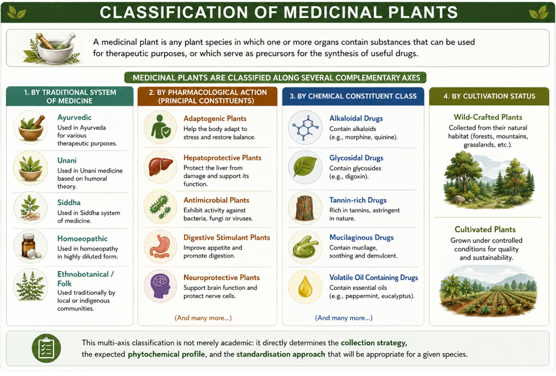 Classification of medicinal plants along four complementary axes: by traditional system of medicine (Ayurvedic, Unani, Siddha, Homoeopathic, Ethnobotanical/Folk), by pharmacological action (adaptogenic, hepatoprotective, antimicrobial, digestive stimulant, neuroprotective), by chemical constituent class (alkaloidal, glycosidal, tannin-rich, mucilaginous, volatile-oil-containing), and by cultivation status (wild-crafted versus cultivated)