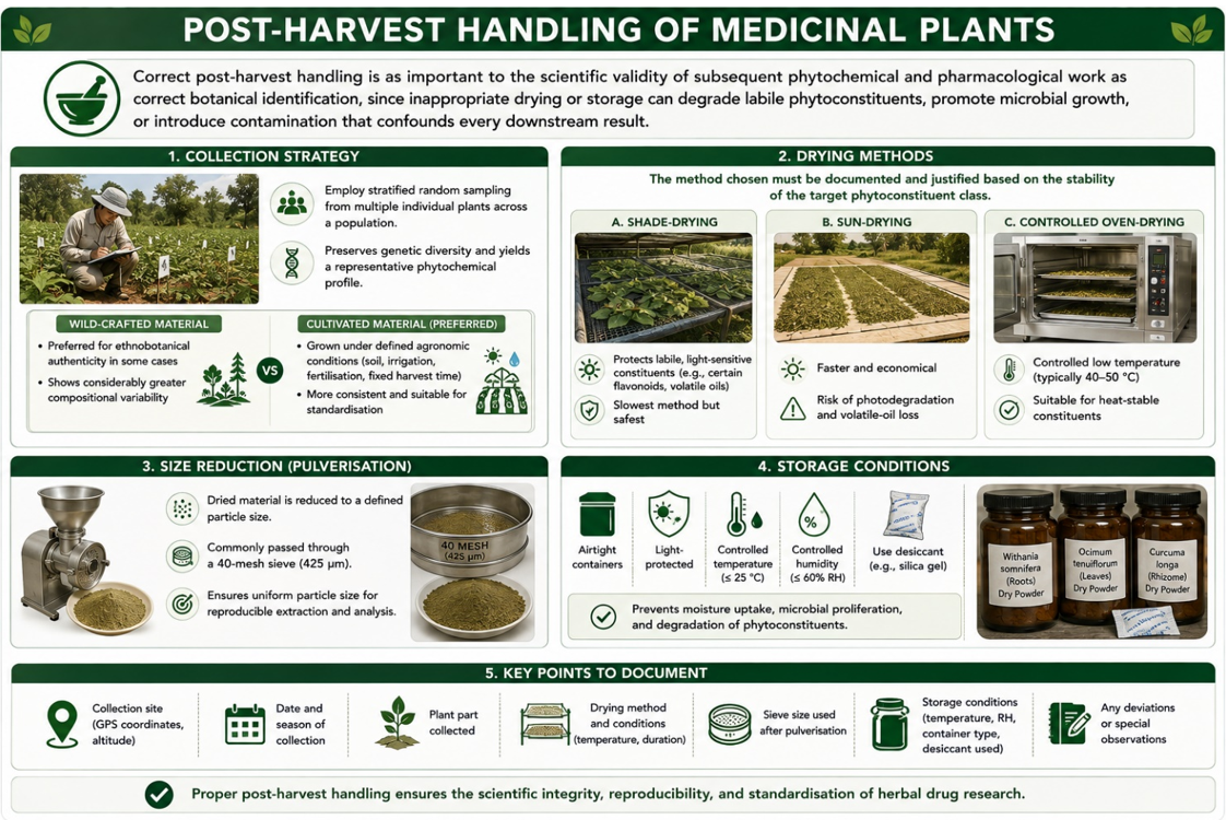 Post-harvest handling of medicinal plants: collection strategy (wild-crafted versus cultivated material), drying methods (shade-drying, sun-drying, controlled oven-drying), size reduction by pulverisation to a 40-mesh sieve, storage conditions (airtight, light-protected, controlled temperature and humidity, desiccant), and key points to document